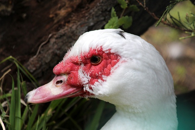 英超彩经：红军稳健枪手掉链 曼城做客斩落热刺.