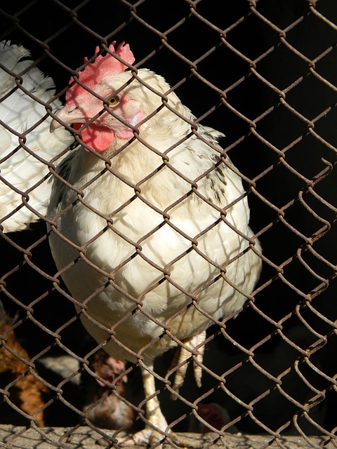 布里奇斯的 布里奇斯的